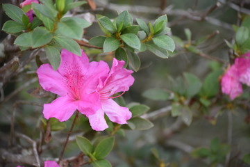 Pink Azalea bloom in Florida