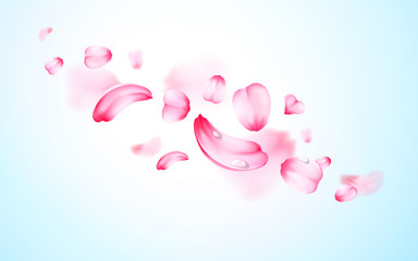 Pink sakura fresh falling petals with drops of water, dew with blur effect. Vector background. 3D realistic detailed romantic illustration.