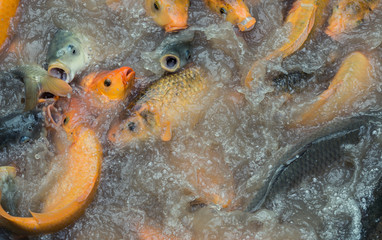 carp koi fighting for food