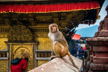 monkey in golden buddhist temple in monkey temple. kathmandu. nepal