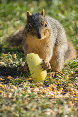Squirrel eating an apple