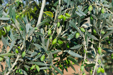 green young olive, plants and objects.