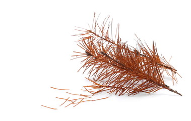 Obraz premium dry fir twigs isolated on white background