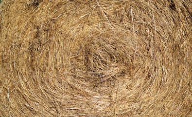Round hay bale texture background