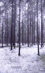 winter pines forest