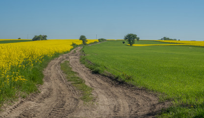 Polish rapeseed field