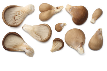 Oyster mushrooms isolated on white background. top view