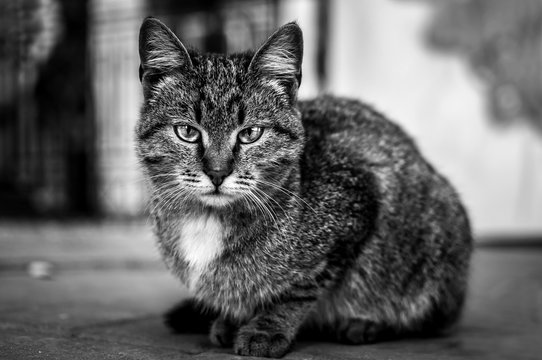 A sad cat on the street. Black and white photo with blurred background.