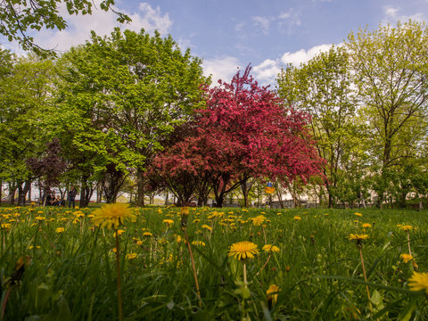 Crabapple Tree