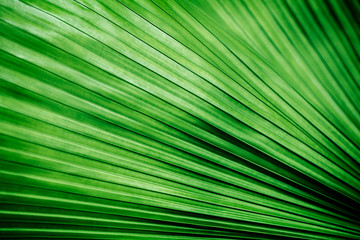 fresh green leaf with horizontal lines.