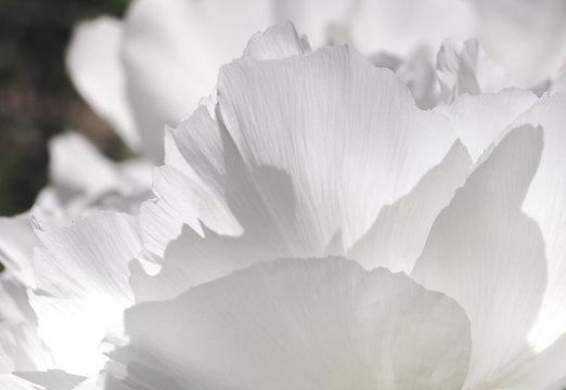 Fototapeta White flower petals, background