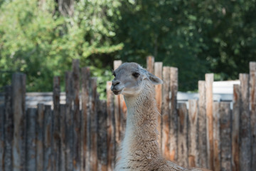 Llama Looker