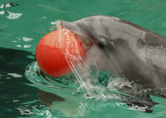 Delfin bawiący się piłka w wodzie. - obrazy, fototapety, plakaty