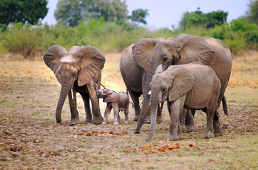herd of elephants with a tiny newborn calf who is drinking from it's Mother on the open African Plains in South Luangwa National Park, Zambia, Spouthern Africa