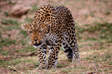 Fototapeta na wymiar African Leopard on the prowl in South Lungnwa National Park, Zambia