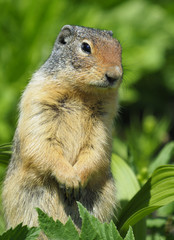 Naklejka na ściany i meble Closeup of a Columbia Ground Squirrel
