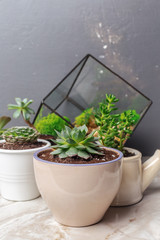mini succulent garden in glass florarium