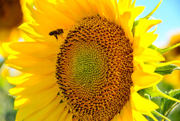  Girasol  creciendo ,Polinización 