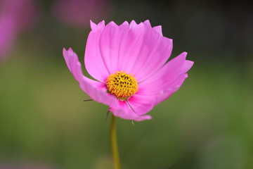 Cosmos flowers in the garden.