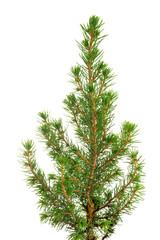 Little fir tree on white