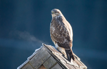 Mäusebussard - buteo buteo