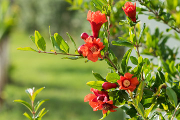  Garnet flower red on a green background