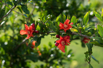 Garnet flower red on a green background