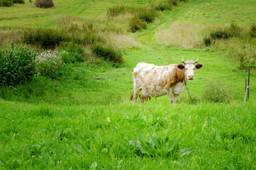 landscape, cow, animals, meadow, summer, landscape