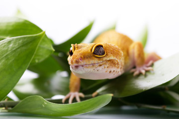 Orange leopard gecko walking and looking forward in green leaves