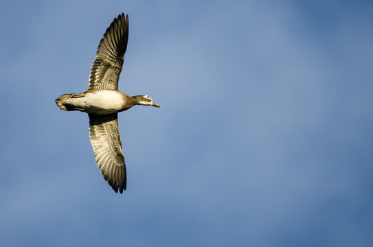 Wood Duck Flying in a Cloudy Sky
