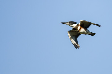 Belted Kingfisher Flying in a Blue Sky