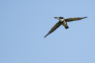 Belted Kingfisher Flying in a Blue Sky