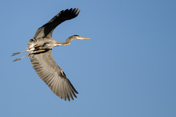 Fototapeta na wymiar Great Blue Heron Flying in a Blue Sky