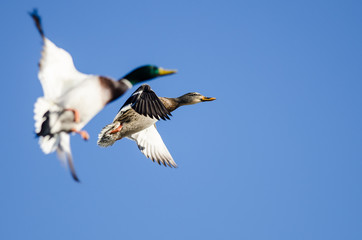 Pair of Mallard Ducks Flying in a Blue Sky