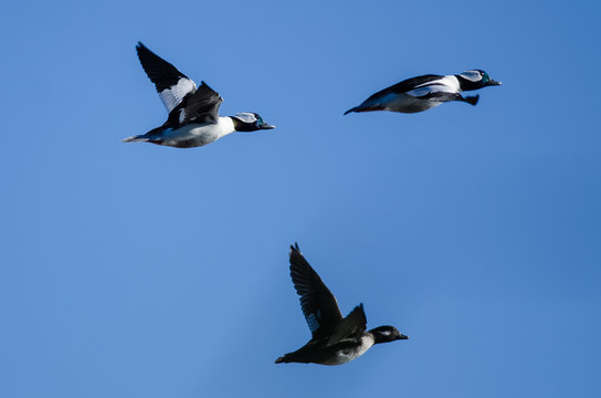 Three Bufflehead Ducks Flying in a Blue Sky