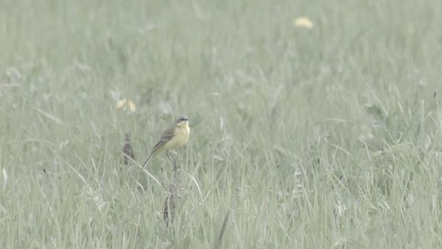Yellow wagtail Motacilla flava singing