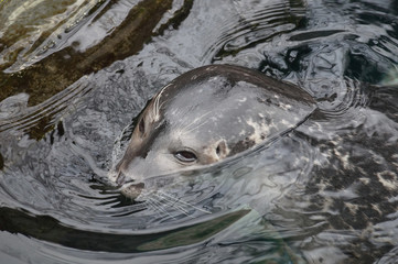 Portrait of seals in water