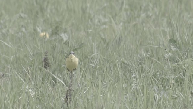 Yellow wagtail Motacilla flava singing