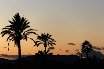 Obraz na płótnie Canvas Sunset in Elche with palm trees in the foreground.