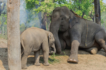 Naklejka premium Elephant and baby elephant in National park of Nepal