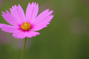 Cosmos flowers in the garden.