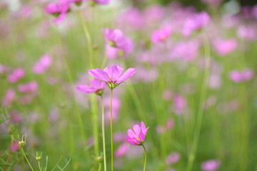 Cosmos flowers in the garden.