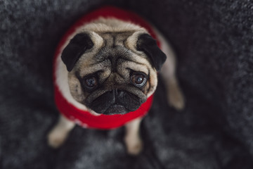 Cute dog pug in a Christmas decor