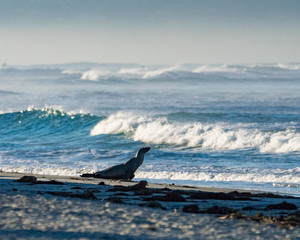 Sea Lion, Beach Waves, Ocean, Sea, Seal, California, San Diego