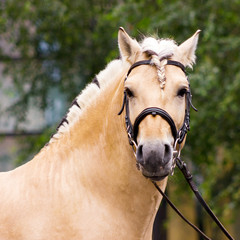 Norvegian fjord male in bridle staying outdoor