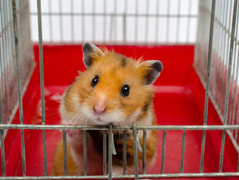 Cute funny Syrian hamster looking out of the cage (selective focus on the hamster eyes)