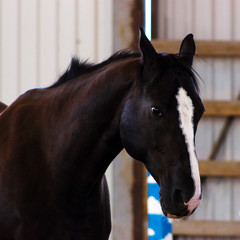 Brown horse learning to work without bridle on manege