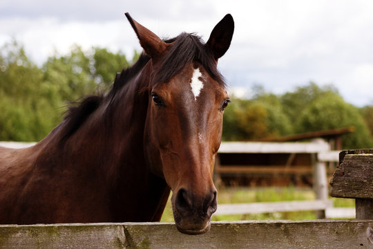 Portrait of bay horse staying in stable outdoor at summer, close-up - Powered by Adobe