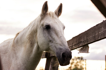 Gray horse grazing on a pasture at summer day