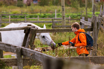 Young man in sportswear communicate with gray horse and feeding it throw the fence